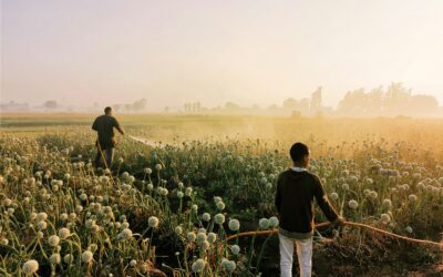 GRANDI PROGETTI PER LA GREEN ECONOMY IN EGITTO IN LINEA CON IL SECONDO PILASTRO