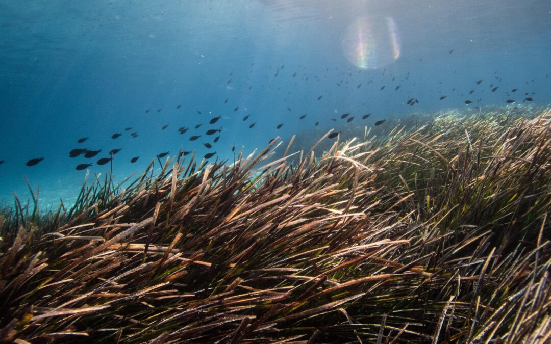 LA COMMISSIONE PROPONE UNA PRIMA SERIE DI POSSIBILITA’ DI PESCA PER IL 2025 NEL MAR MEDITERRANEO E NEL MAR NERO