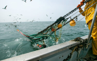 NUOVE REGOLA DI PESCA PER IL MEDITERRANEO
