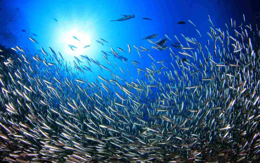 PESCE MEDITERRRANEO: RITROVARE LE SPECIE DIMENTICATE