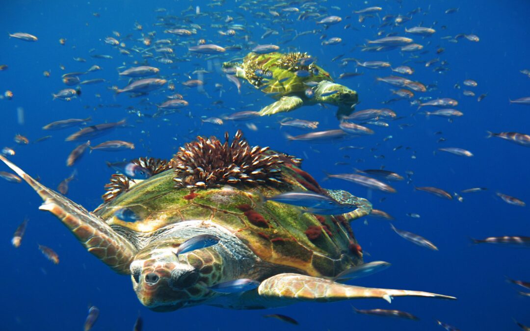 SALVAGUARDARE LA BIODIVERSITA’ MEDITERRANEA