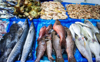 PESCE MEDITERRANEO, QUALE SEGRETO PER UNA FRESCHEZZA CHE SFIDA IL TEMPO?