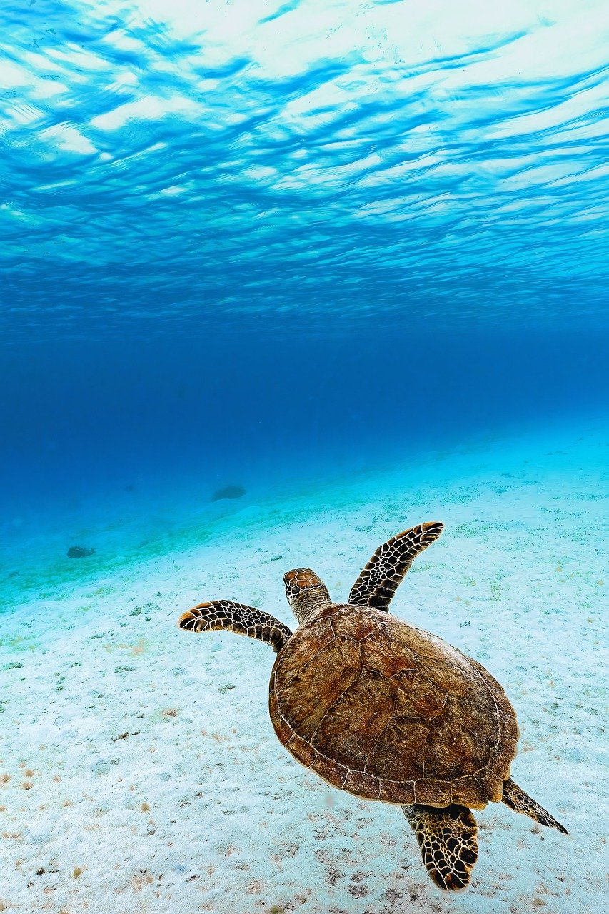 green-sea-turtle-8199770_1280