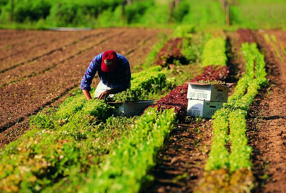 NUOVE TECNOLOGIE E SVILUPPO AGROALIMENTARE