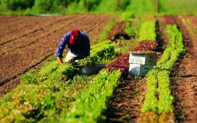 NUOVE TECNOLOGIE E SVILUPPO AGROALIMENTARE