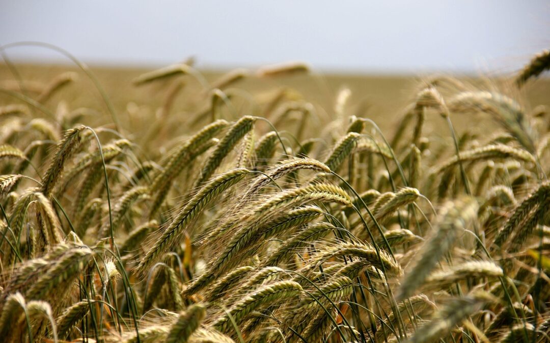 AFFRONTARE LE SFIDE DEI CAMBIAMENTI CLIMATICI IN AGRICOLTURA: DAL  PROGETTO BIOACT ALL’IMPLEMENTATION DEL SECONDO PILASTRO