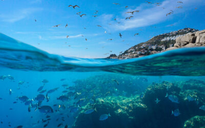 BIODIVERSITA’ MARINA E RESILIENZA COSTIERA MEDITERRANEA