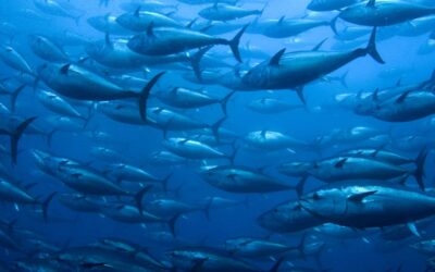 PESCA NEL MEDITERRANEO: PASSI AVANTI