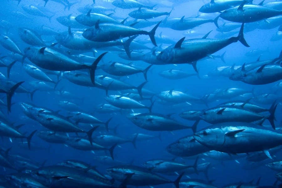 PESCA NEL MEDITERRANEO: PASSI AVANTI