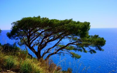 STRATEGIA E VISIONE MEDITERRANEA