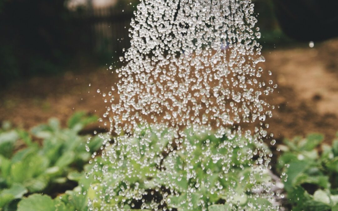 AGRICOLTURA INCLUSIVA: LA RESILIENZA COME MOTORE NELLA MACROREGIONE MEDITERRANEA