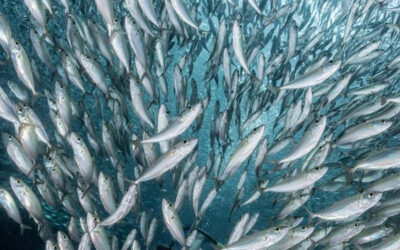NUOVE MISURE PER LA PESCA SOSTENIBILE NEL MAR MEDITERRANEO