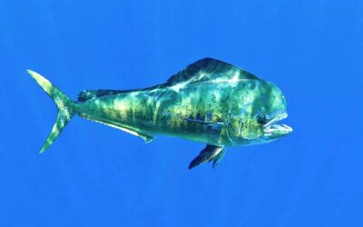 IL PESCE PALLA E L’EQUILIBRIO SISTEMICO DEL PRIMO PILASTRO